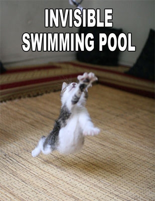 Lolcat 1